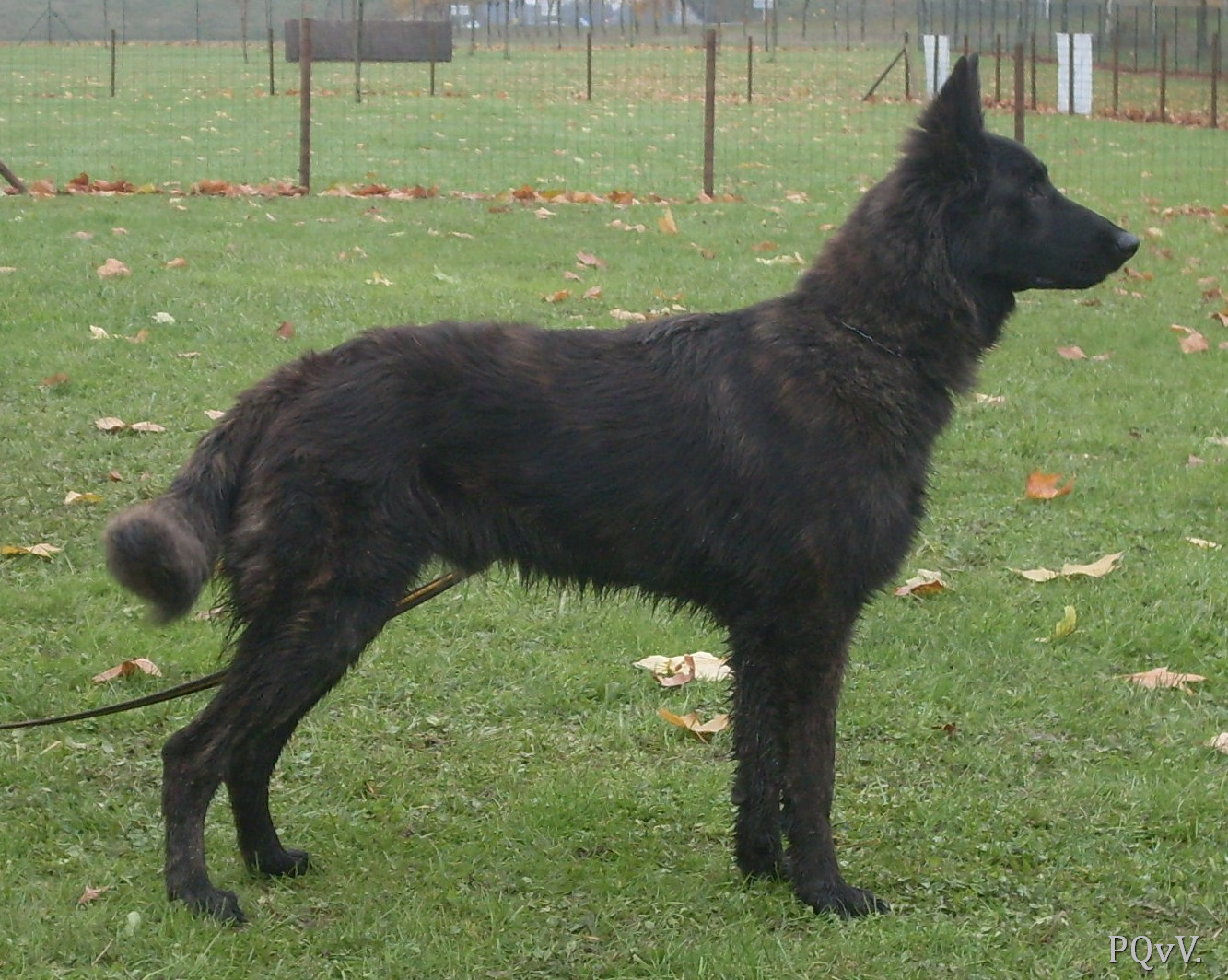  Garou des Crocs de l’Olympe